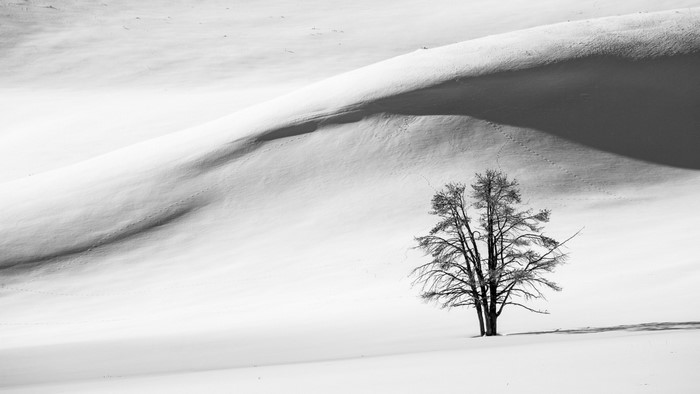 Bare tree in a snowy landscape with rolling hills