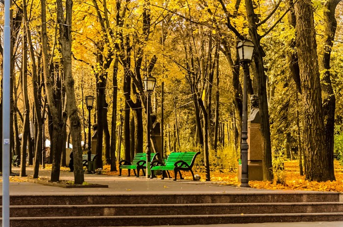 Autumn park with yellow trees and benches