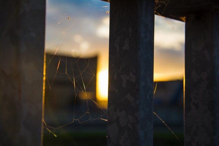 Spiderweb illuminated by sunset light