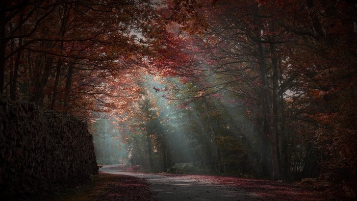 Sunlight filtering through autumn trees in a forest