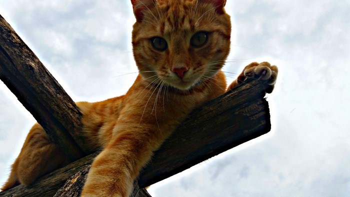 Orange tabby cat perched on wooden beams against cloudy sky