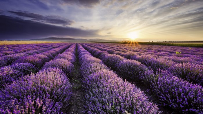 Lavender field at sunset