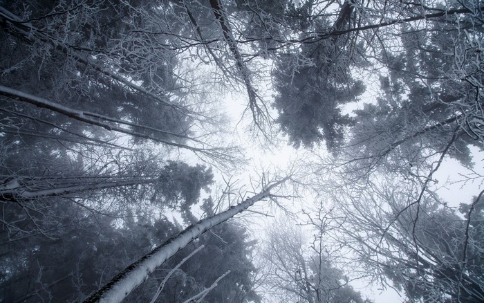 Looking up through frosted trees in a winter forest