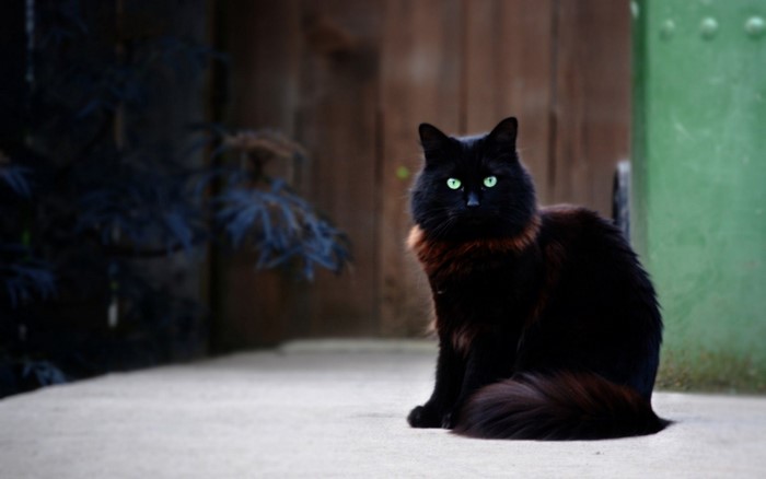 A black cat with green eyes sits on a concrete surface.
