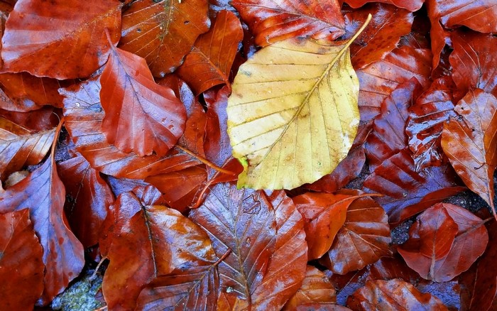 Wet autumn leaves on the ground