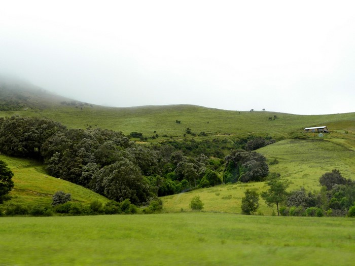 Green rolling hills with trees and a distant house