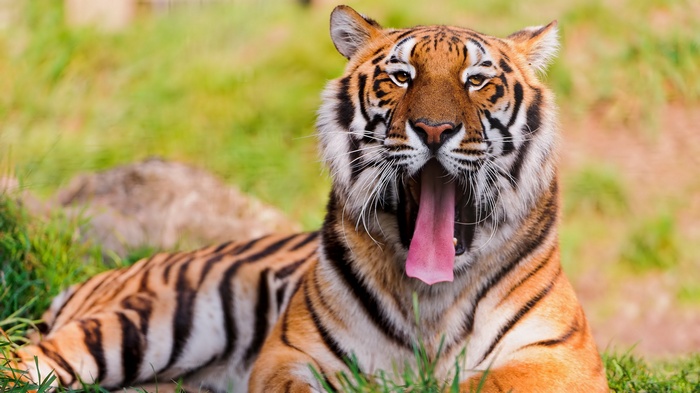 Tiger yawning in a grassy field