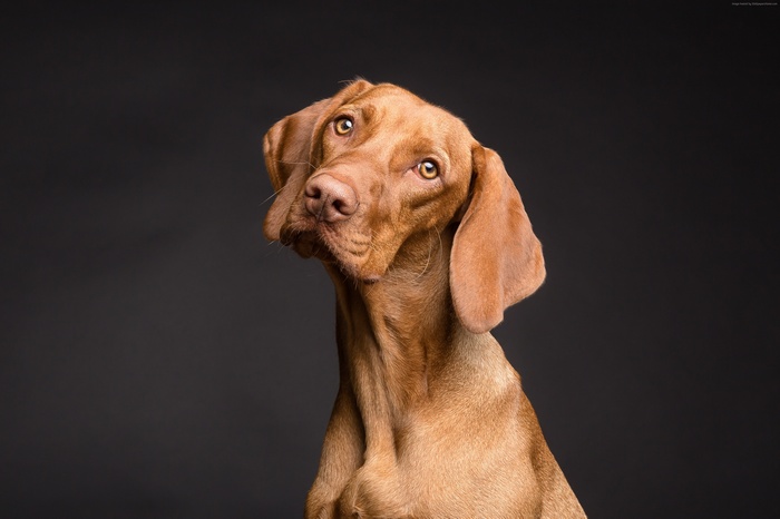 4K Vizsla Dog Posing