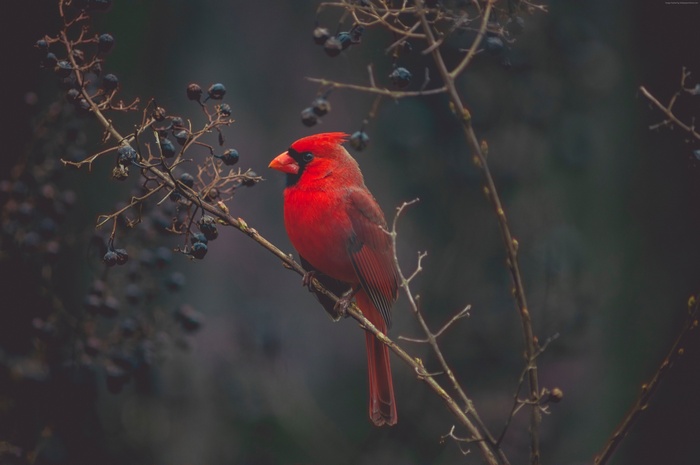 Red Cardinal bird on a branch with berries