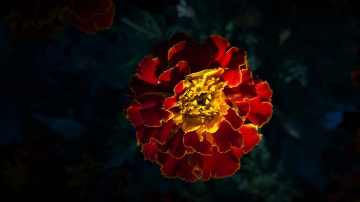 Close-up of a red and yellow marigold flower