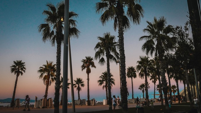 Palm trees on a beach at sunset