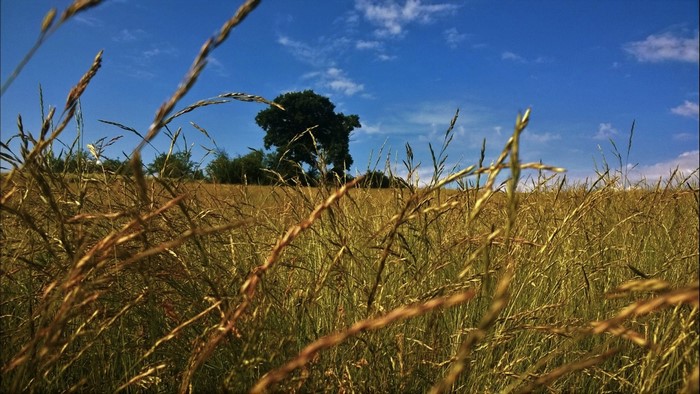 Field of tall grass with a lone oak tree under a blue sky