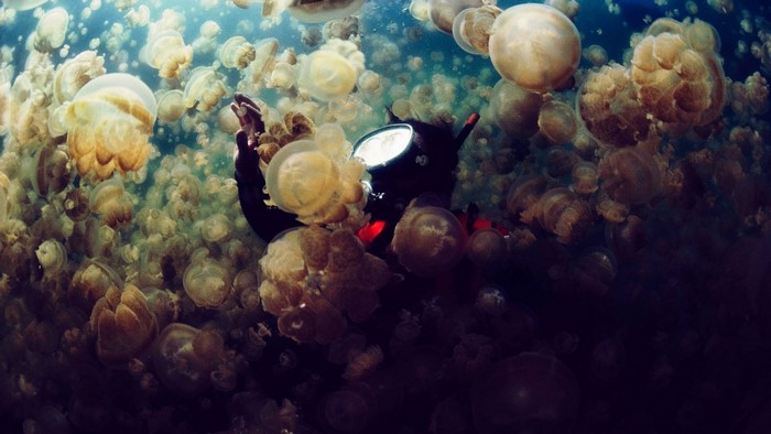 Scuba diver surrounded by jellyfish in underwater marine biology