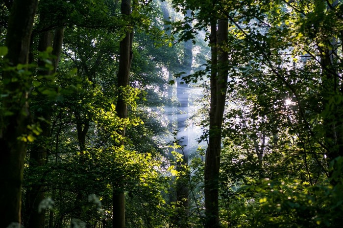 Sunlight filtering through trees in a forest