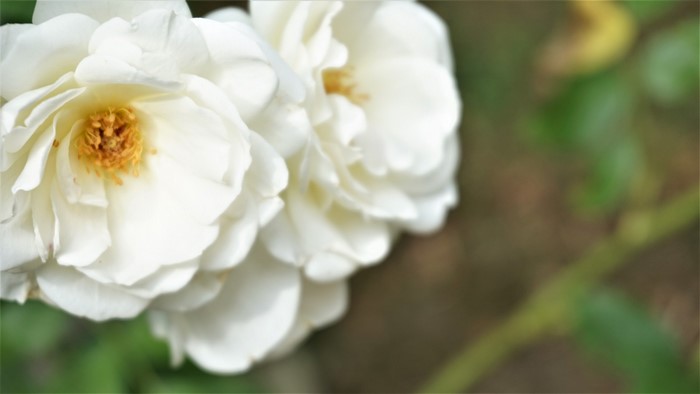 Close up of white roses with yellow centers