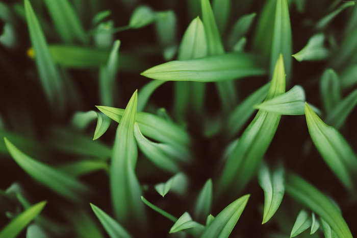 Green grass blades close-up