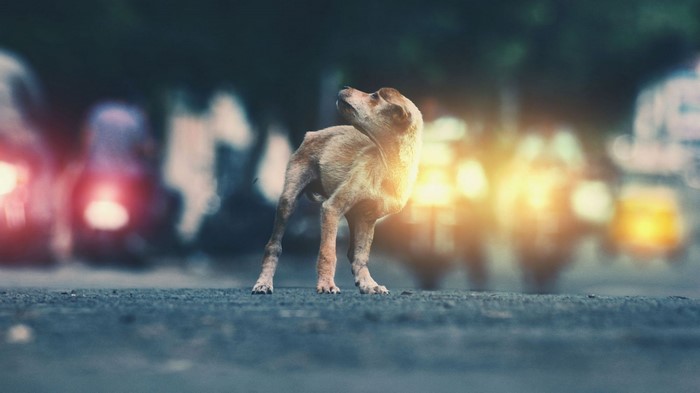 A stray dog stands on a road at night