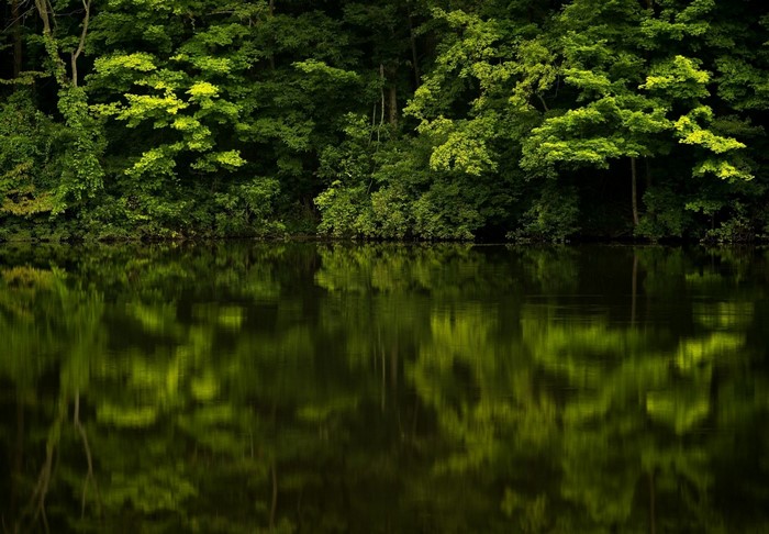 Green forest reflected in dark water