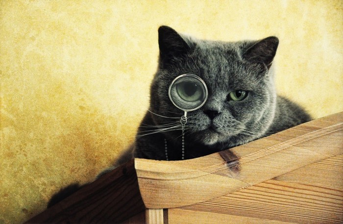 Gray cat with monocle on wooden surface