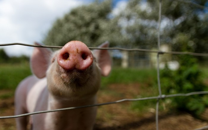 Piglet nose peeking through a fence