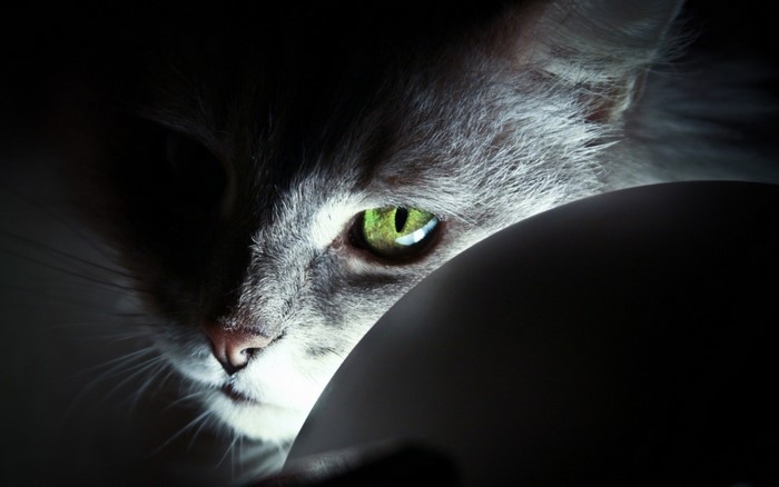 Close up of a gray cat's green eye in darkness