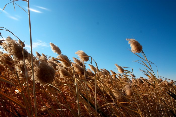 Brown reeds blowing in the wind under a blue sky