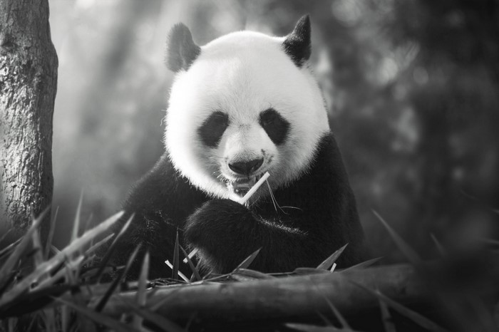 Giant panda eating bamboo in a forest