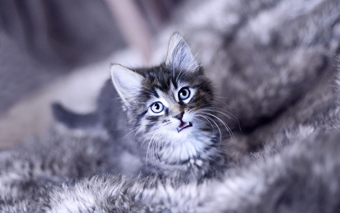 A fluffy kitten with blue eyes on a furry blanket