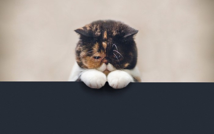 A sad-looking Persian cat peeking over a dark surface