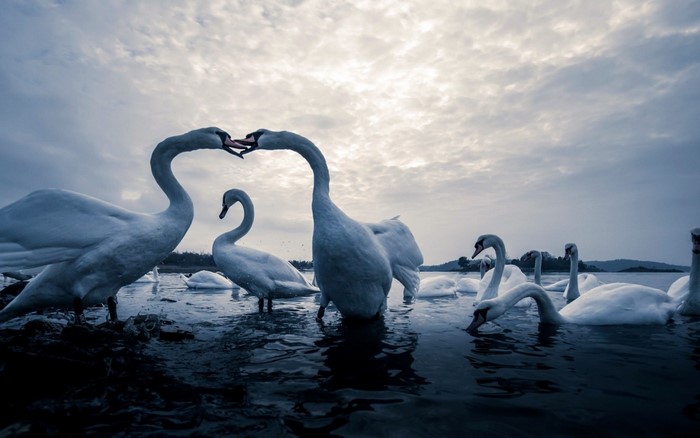 A flock of swans on the water