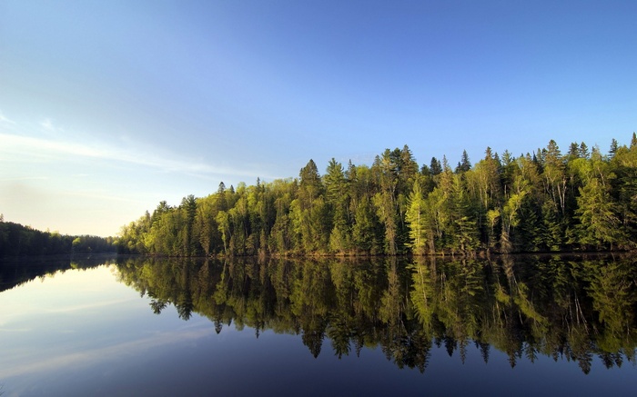 Forest reflected in a calm lake under a blue sky