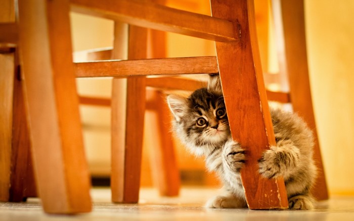 A fluffy kitten peeking from behind a wooden chair leg