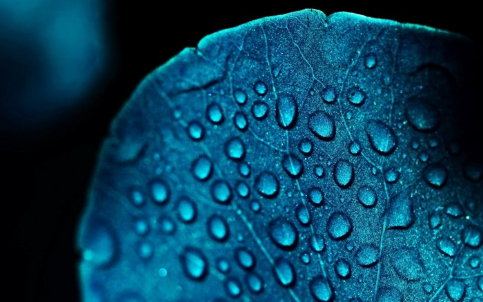 Close-up of blue leaf with water drops