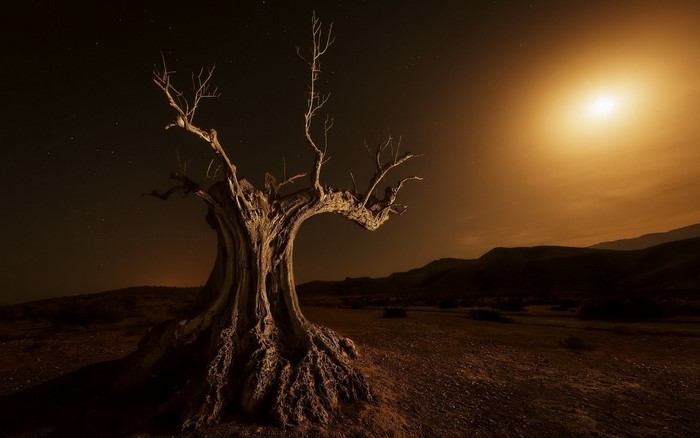 Dead tree in a desert at night with a bright moon