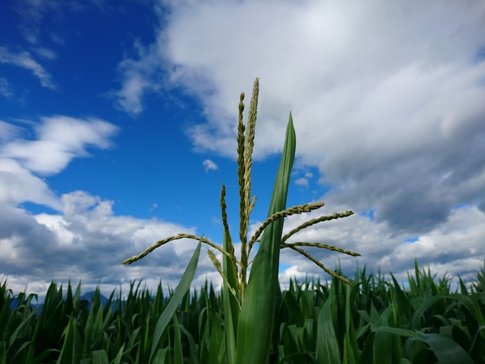 Cornfield under a cloudy blue sky