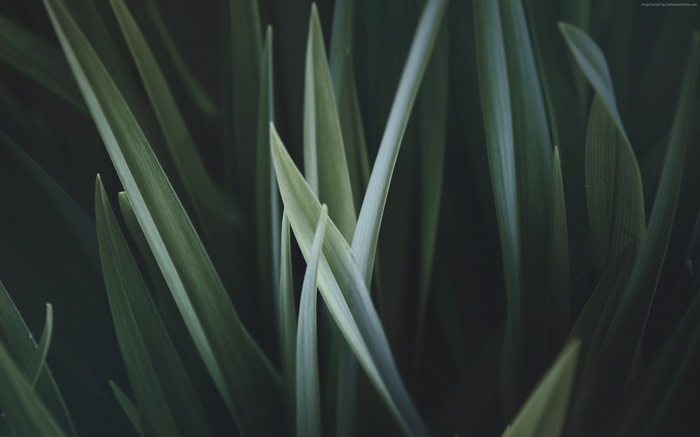 Close-up of green grass blades