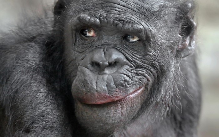 Close-up of a chimpanzee's face