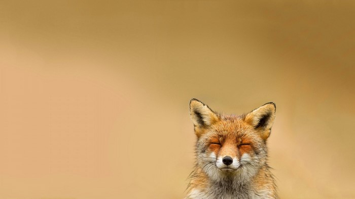 Red fox with eyes closed in soft light