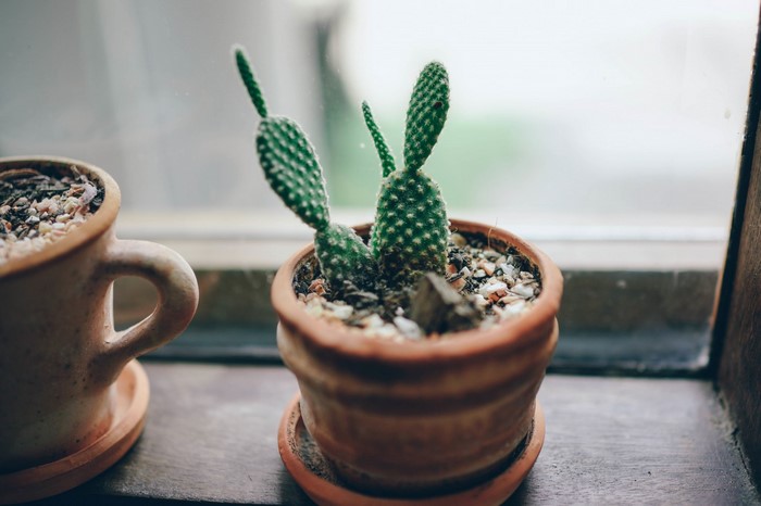 Two potted bunny ear cacti on a windowsill