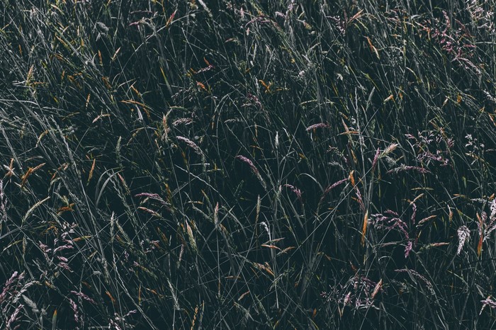 Close-up of tall grass with seed heads