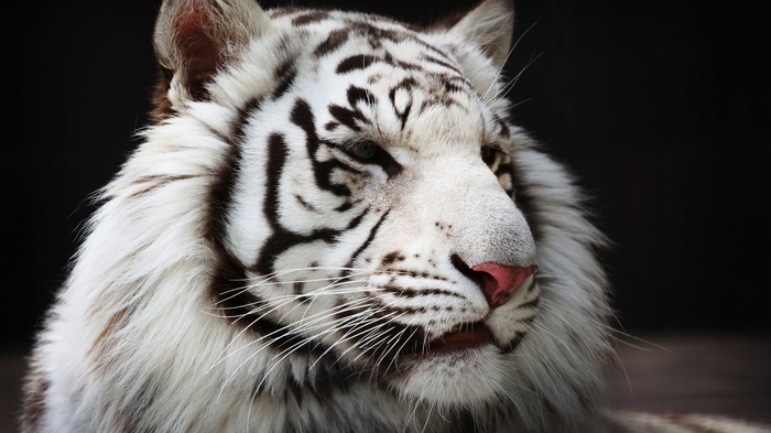 Close-up of a white tiger's face