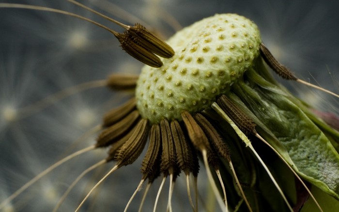 Macro shot of a dandelion seed head with remaining seeds