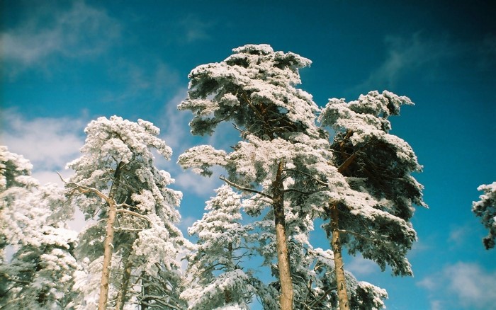 Snow-covered pine trees against a blue sky
