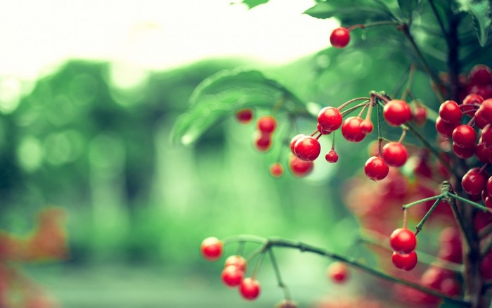 Close up of red berries on a branch with green leaves