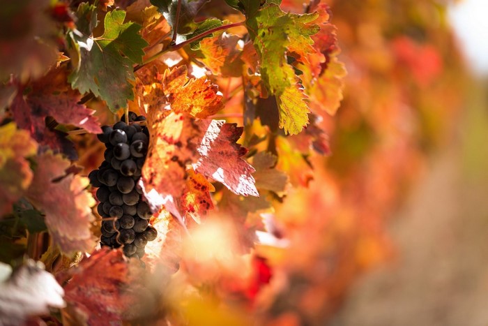 Close up of dark grapes on a vine with autumn leaves