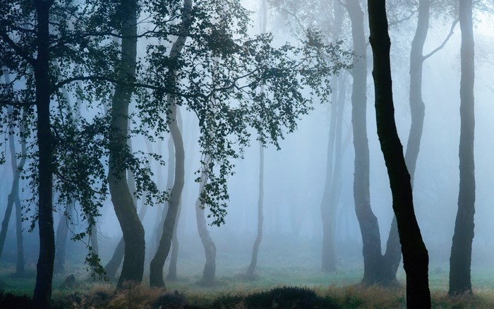 Misty forest with tall trees and foliage