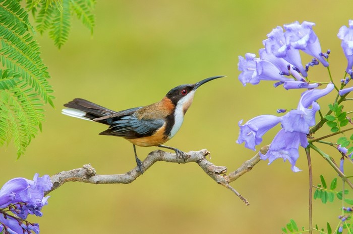 Bird on a branch with purple flowers