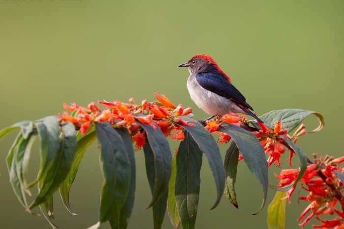 Colorful Finch Perched on Flowering Branch