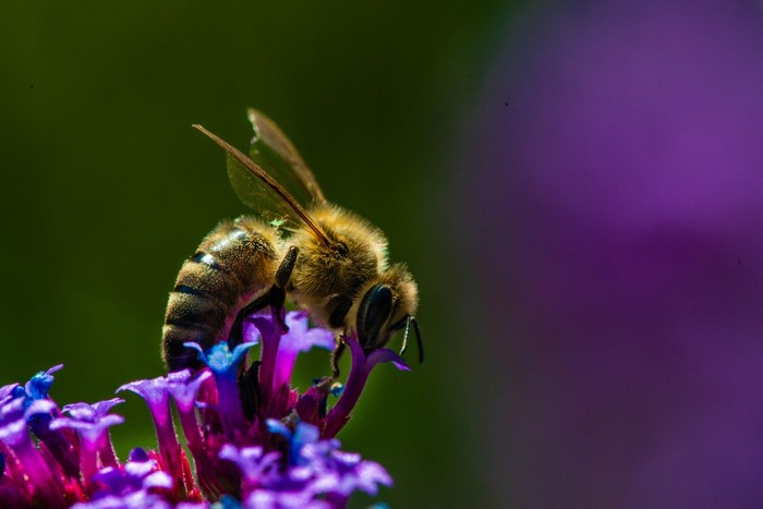 A bee on purple flowers