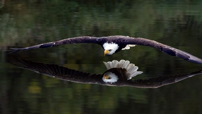 Majestic Bald Eagle Flying Low Over Water